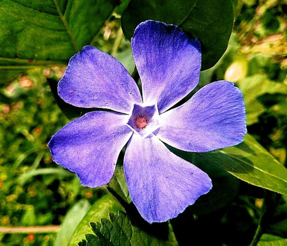Planta De Vinca Floral Cubresuelo Perenne 1 Planta De Vinca Floral Cubresuelo Perenne 1