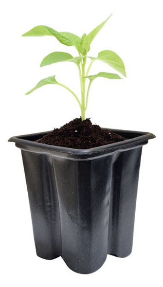 Kit 50 Vasos Quadrados Pote 08 P/ Cultivo De Mudas 1 Kit 50 Vasos Quadrados Pote 08 P/ Cultivo De Mudas 1