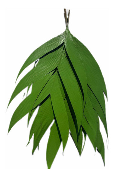 Kit 10 Folhas Desidratada Preservada Jardim Vertical 0