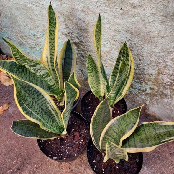 Espada De San Jorge / Sansevieria Laurentii P15 1