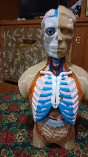 Cuerpo Humano En 3d Con Órganos Para Retirar 0