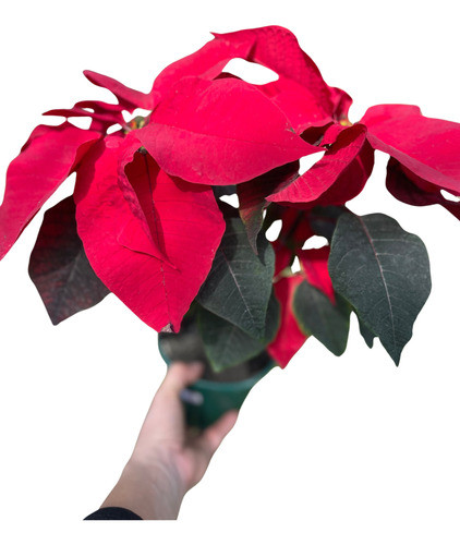 Estrella Federal Roja O Blanca 0