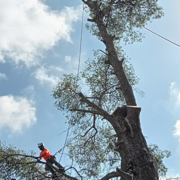 Talas, Extracción De Árboles,poda En Altura. Zona Norte 0 Talas, Extracción De Árboles,poda En Altura. Zona Norte 0