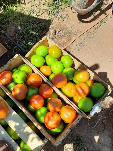 Tomate Salada Hibri. Serato F1 Topseed Premium 1000 Sementes 1