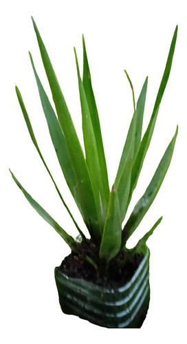 Planta Palmera Yuca 0