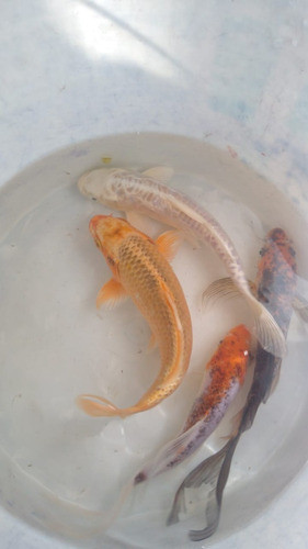Peces Shubunkin, Cometas Y Watenai Para  Estanque.11 A 13cm 1