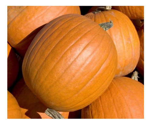 Semente De De Abóbora Mammoth 1