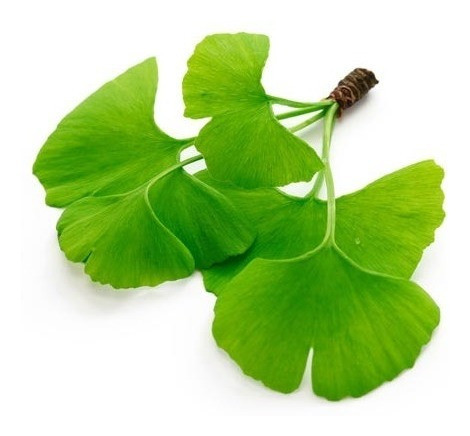 Extracto Glicólico Hidroglicerinado De Ginkgo Biloba X 1/4 L 1