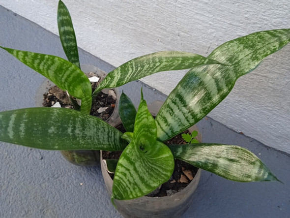 Planta Espada De San Jorge Medicinal Orgánica 1 Planta Espada De San Jorge Medicinal Orgánica 1