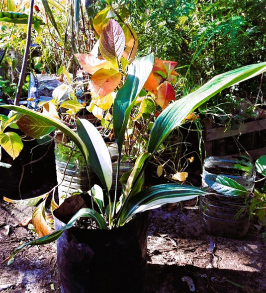 Aspidistra Elatior Variegada Vivero Cielo Verde Orgánico 1 Aspidistra Elatior Variegada Vivero Cielo Verde Orgánico 1