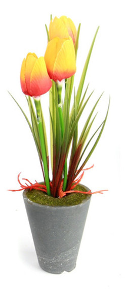Pack 3 Bulbos De Plantas Bulbosa Floral Tulipan Tulipanes 0