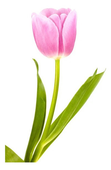 Pack 3 Bulbos De Plantas Bulbosa Floral Tulipan Tulipanes 1