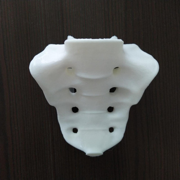 Biomodelo De Sacro Y Vértebra L5 0