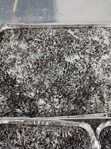 Growkit De Setas Para Fructificar En El Hogar. 0