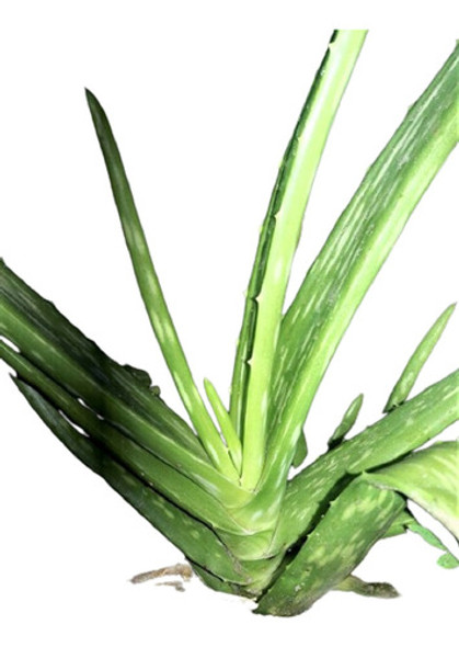 Vivero Cielo Verde Orgánico Aloe Barbadensis / Chinensis 0