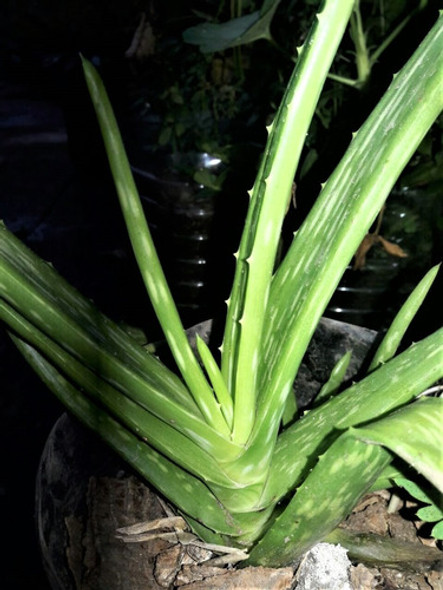Vivero Cielo Verde Orgánico Aloe Barbadensis / Chinensis 1