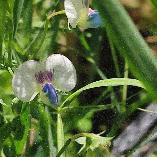Sobre Semillas Chicharo 0