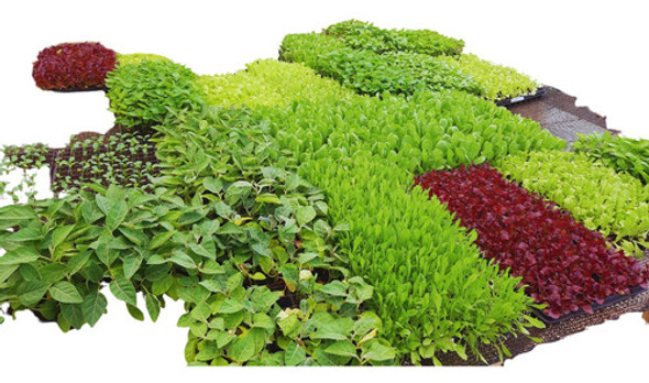 20 Mudas De Alface Roxa Lisa Crespa Americana  + Manual 0 20 Mudas De Alface Roxa Lisa Crespa Americana  + Manual 0