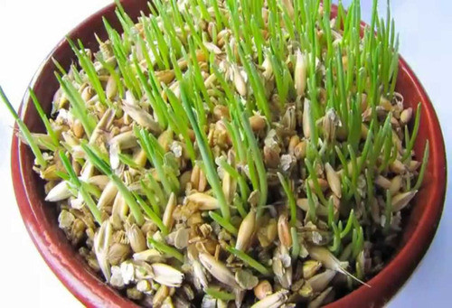 Aveia Com Casca 5 Kg +10 Outros Tipos De Sementes De Brinde 1
