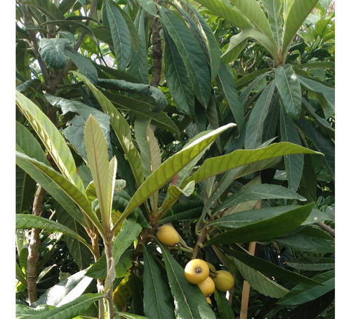 Planta De Nispero 0