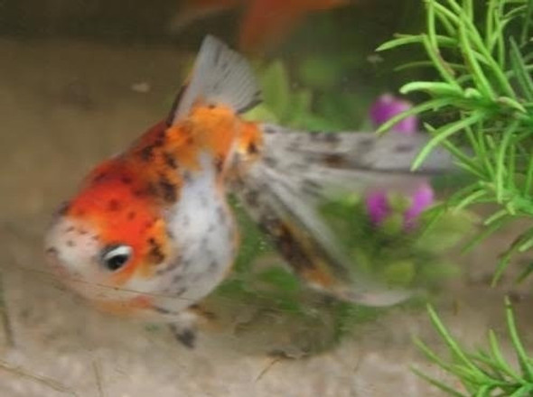 Goldfish Calico Chico Surtido Hot Sale En Mundo Acuatico 1