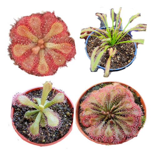Planta Carnívora + Regalo !! 0