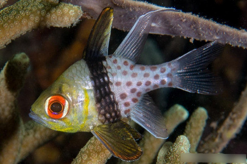 Pez Marino - Sphaeramia Nematoptera - Pez Pijama 0