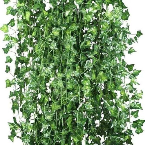 12 Trepadeira Heras Jardim Vertical Kit 24 Metros Toque Real 0