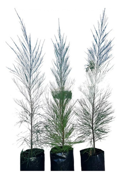 Sobre Para Sembrar 50 Plantas De Casuarinas Cortina Natural 0 Sobre Para Sembrar 50 Plantas De Casuarinas Cortina Natural 0