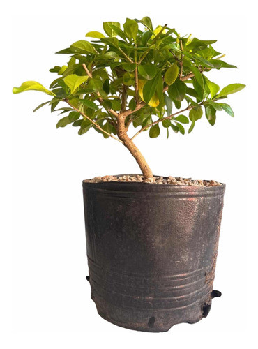 Pre Bonsai Planta Duranta 8 Años Jardin Arbolito 0