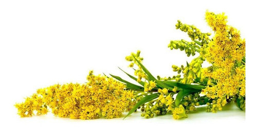Arnica Brasileira Solidago Erva Medicinal 20 Sementes 0