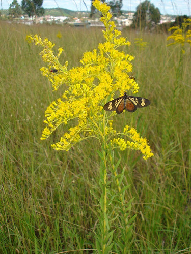 Arnica Brasileira Solidago Erva Medicinal 20 Sementes 1