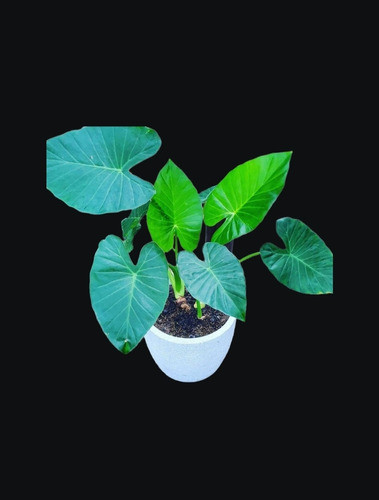 Planta Oreja Elefante Con Maceta !! 1