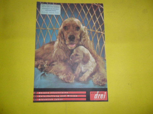Antigua Publicidad Perro Cocker Raza  1956 0