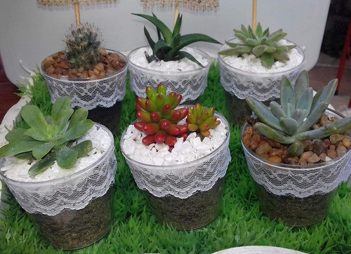Tunas Tunitas Cactus Suculentas 25 Unidades 0