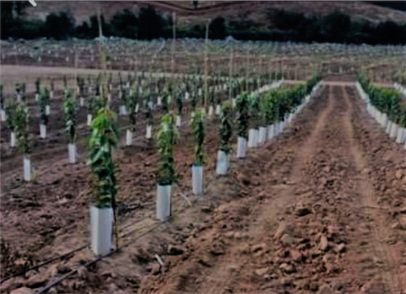 Tubo Protector Para Plantas Uv - 16 X 30cms - 100 Unidades 0