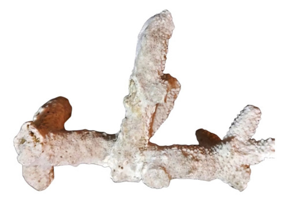 Adorno Coral Marino, Acuario/ Reef/ Decoración Baño, Hogar 0