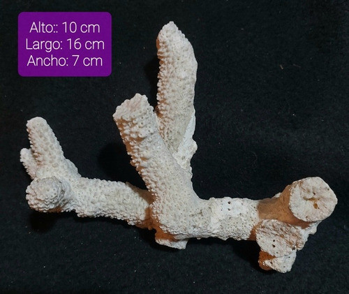 Adorno Coral Marino, Acuario/ Reef/ Decoración Baño, Hogar 1
