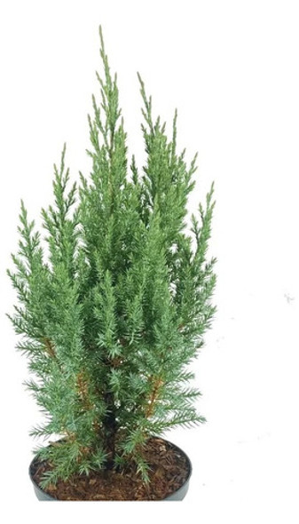 Juniperus Chinensis Stricta 0