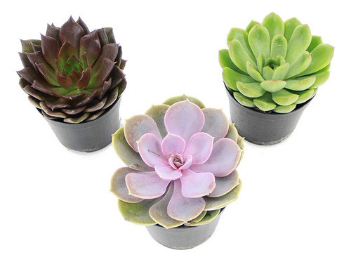 Suculentas Echeveria P09 0