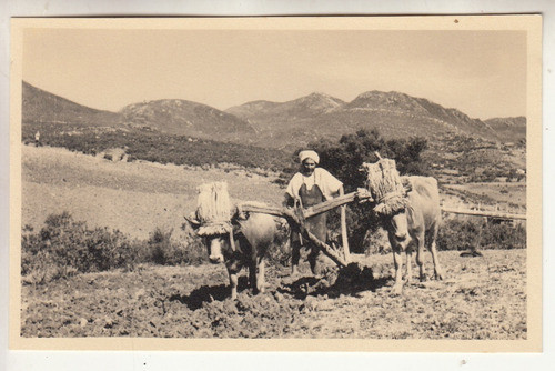 1950 Tanger Fotografia Labriegos Con Arado Madera Marruecos 0