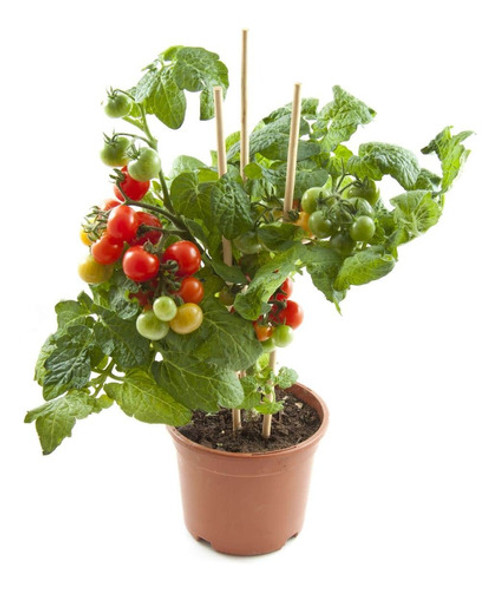 Sobre Para Sembrar 50 Plantas Tomate Cherry Rojo 0