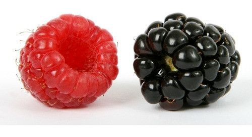 Frambuesa Planta. Envío Gratis Caba Y Gba 0