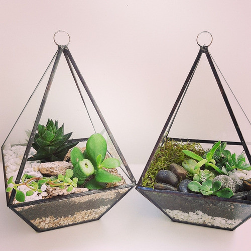 Terrario De Mesa Cactus Y Suculentas-decoración Del Hogar 1