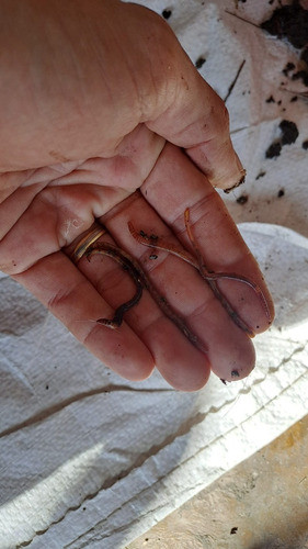 Envío Incluido Lombrices Para Alimento/carnada 1