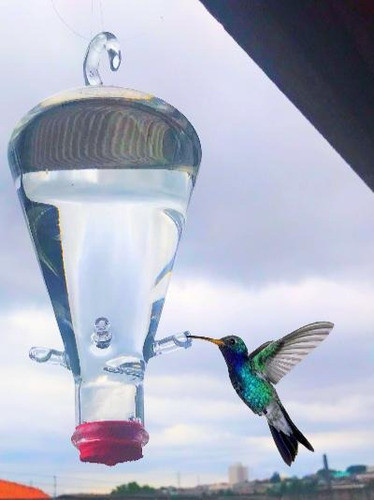 Bebedouro Vidro P/ Beija Flor E Pássaros 600ml + Cx Néctar 1