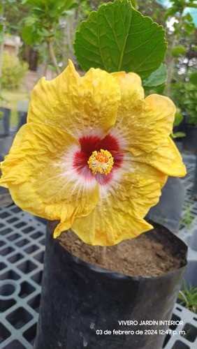 Hibiscos Hawaianos Injertados 1
