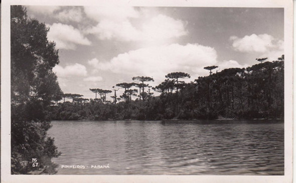 Brasil Antigua Fotografia Pinheiros Parana Araucarias Pinos 0