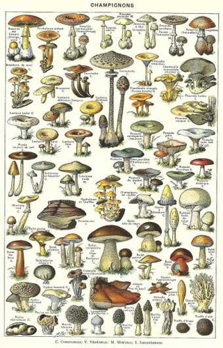 Botanica - Hongos - Lamina 45 X 30 Cm. 0