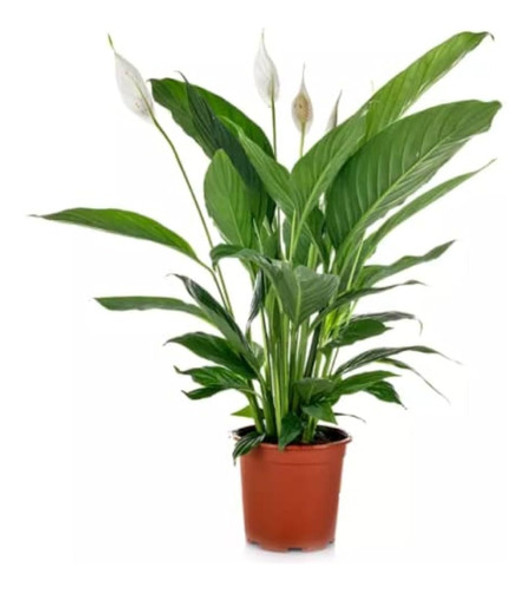 Spatiphyllum   Sensation  Gigantes 0